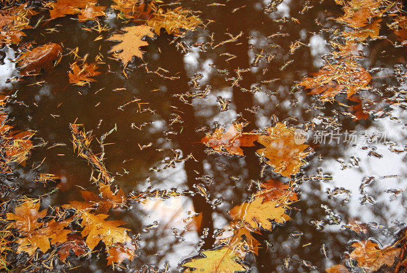 落叶落在水中。