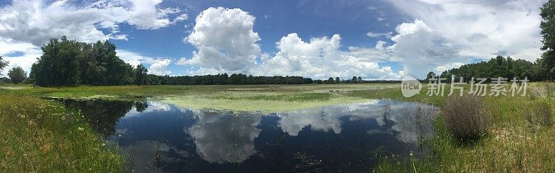 全景的自然森林池塘与夏天的云在远处建立