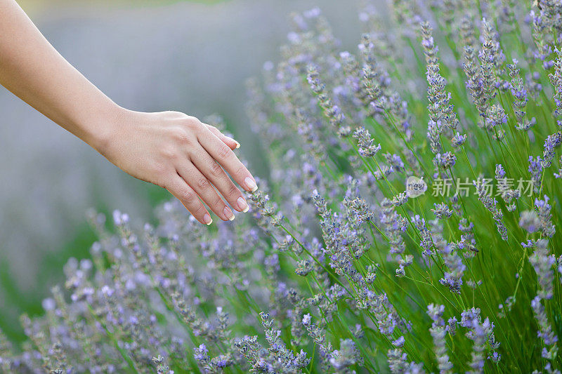 女人的手轻柔地触摸着薰衣草花