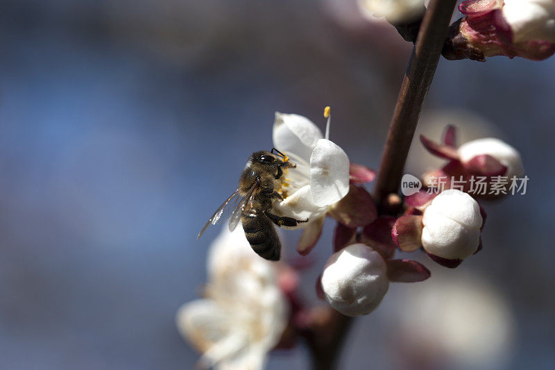 一只蜜蜂在树上的一朵白花上。蜜蜂在杏花上采花粉。杏花上的蜜蜂。蜜蜂在一朵白花上采集花粉