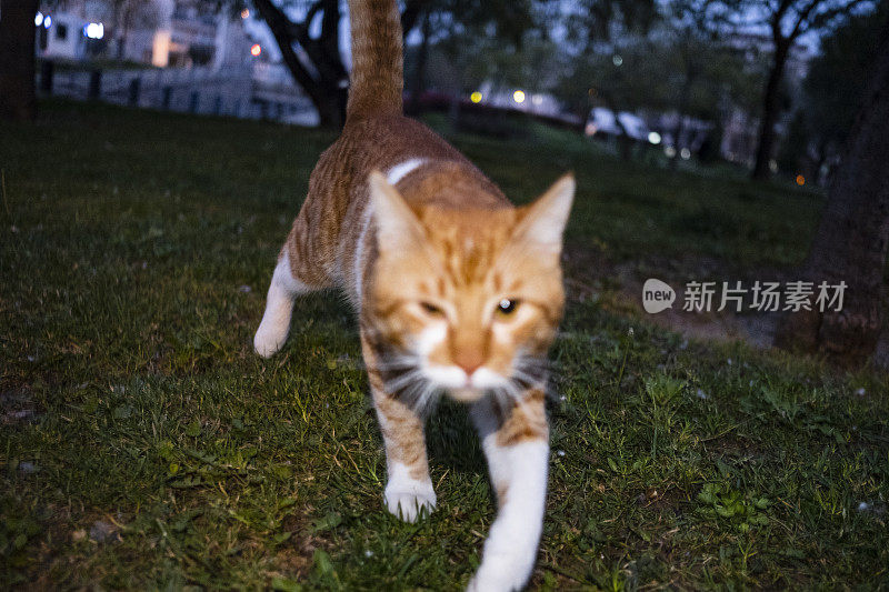 闪光灯下公园里的流浪猫