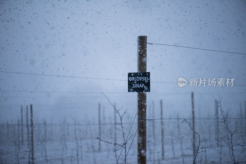 降雪在果园