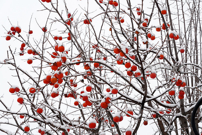 下雪后的柿子树