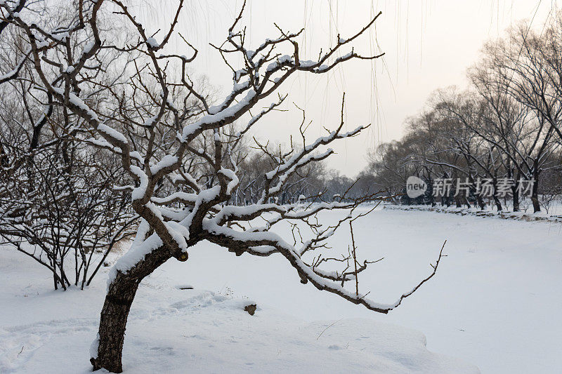 被雪覆盖的树