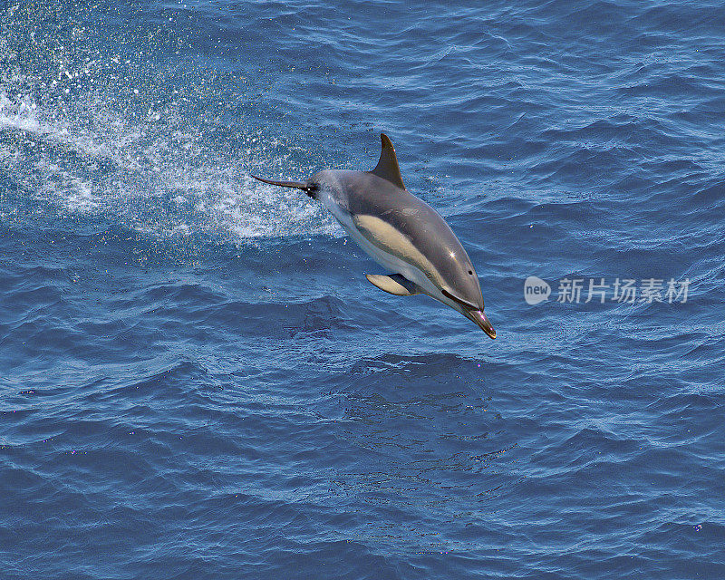 一只短喙海豚在比斯开湾的蓝色波浪上跳跃