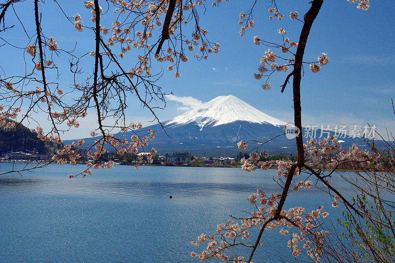 富士山和川口湖的樱花