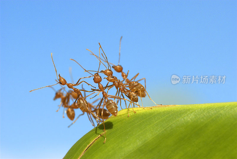 香蕉叶子上的红蚂蚁