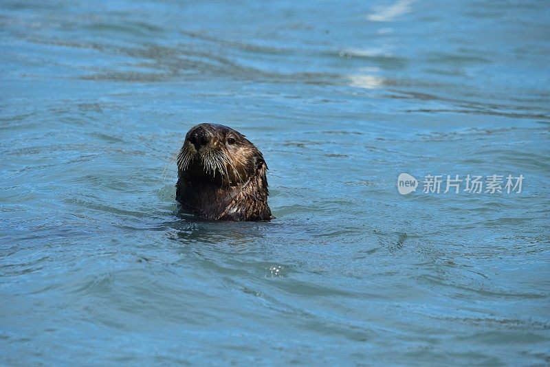 海獭胡须