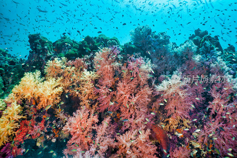 在丰富多彩的海底软珊瑚礁上的热带鱼群