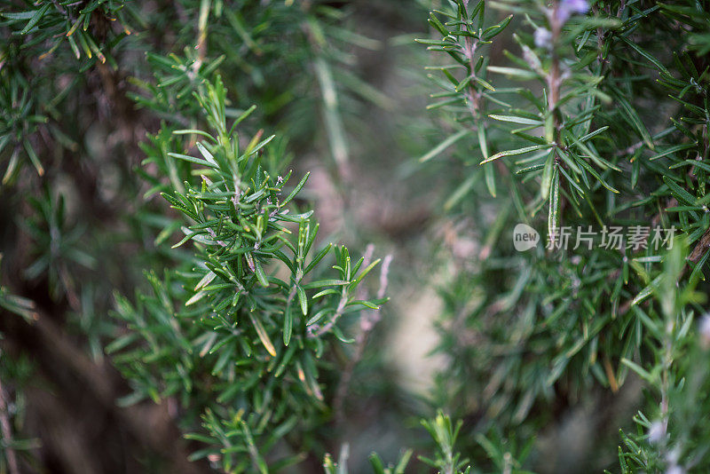 植物与花:迷迭香(迷迭香)