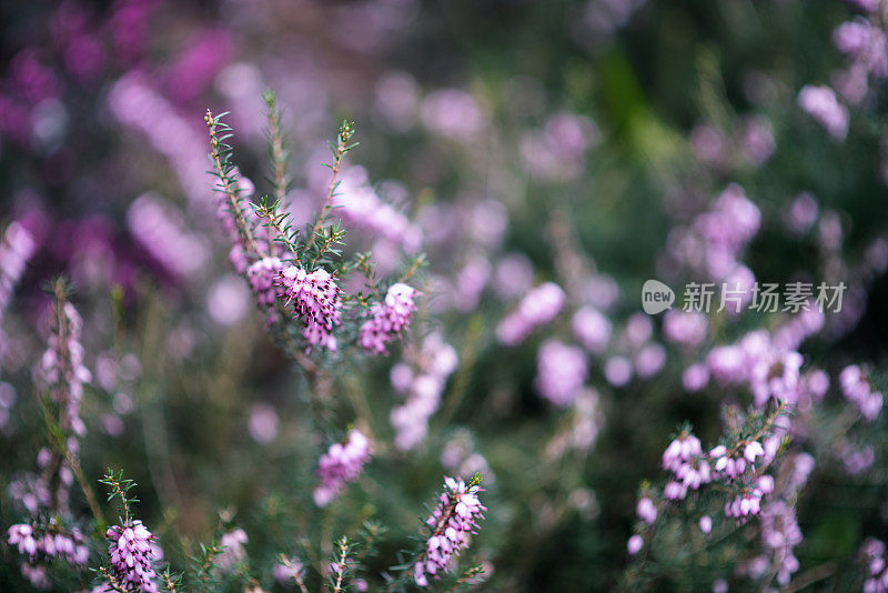 植物与花:一种粉红色的石南丛