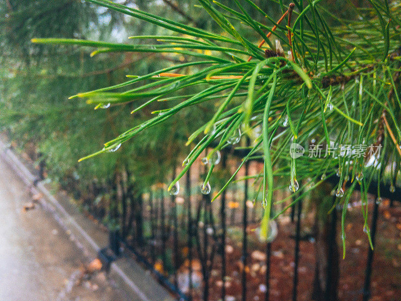 华丽的松树树叶和雨滴。