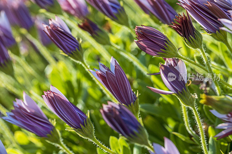 紫破骨菊，二形花，非洲雏菊花