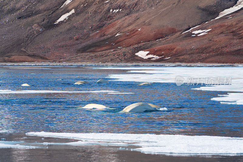 一群在北极斯瓦尔巴群岛狩猎的白鲸