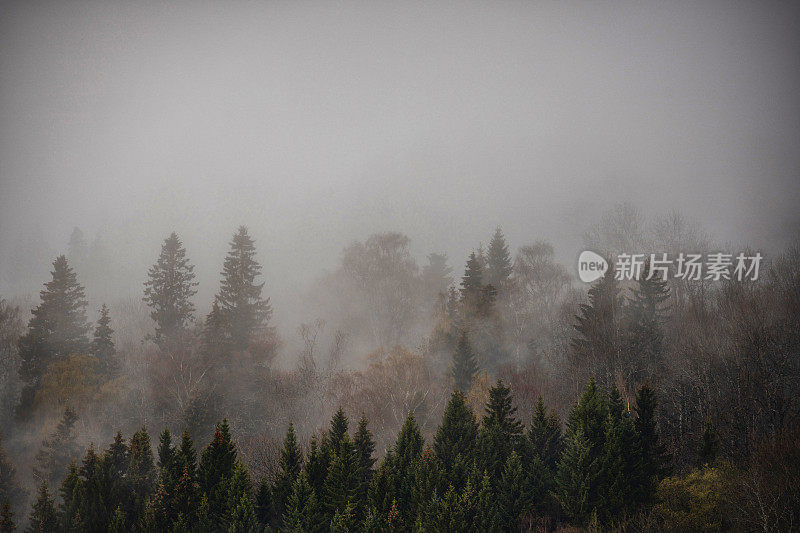 北方雾蒙蒙的森林:山上的树有雾