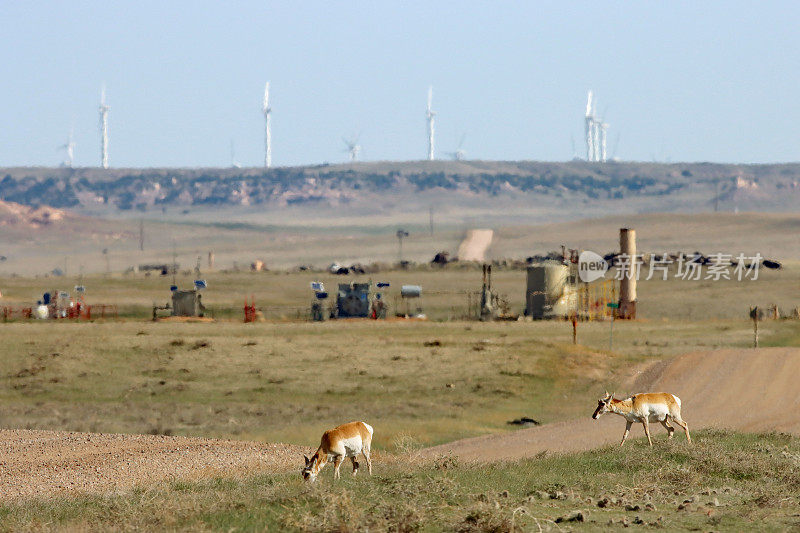野生叉角羚行走公路，风力涡轮机，石油储存罐，波尼巴茨国家科罗拉多草原