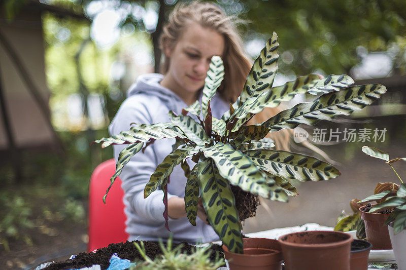 女孩移植植物