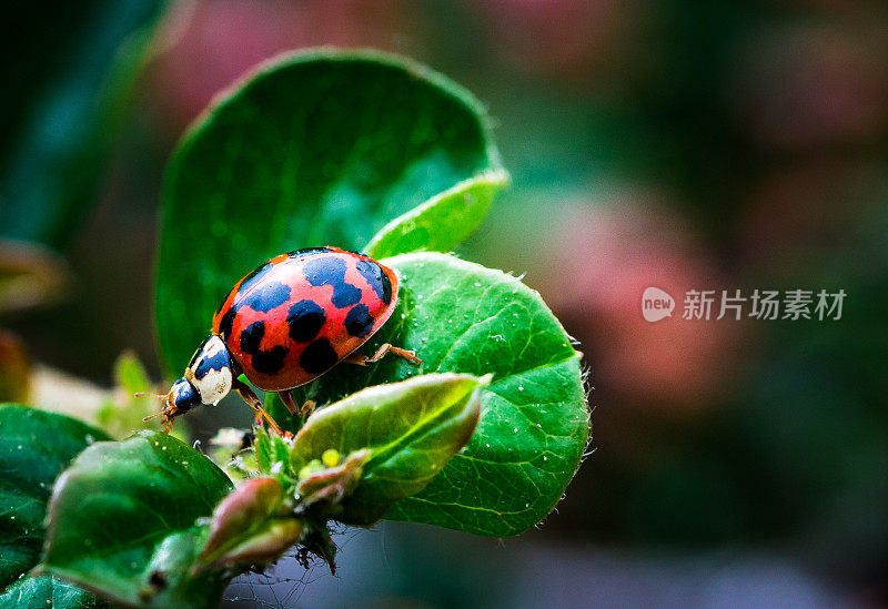 瓢虫在葱翠的绿叶和鲜花之间的微距特写