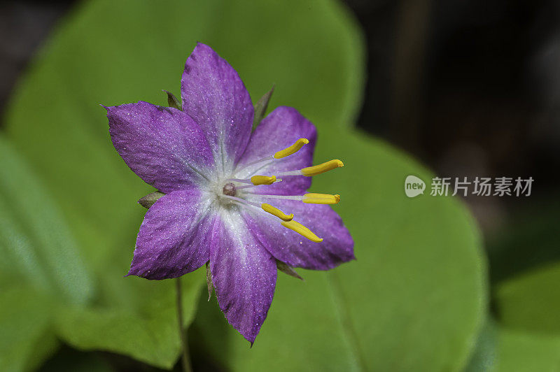 太平洋星花，阔叶草，盐点州立公园，索诺马县，加州，克鲁斯罗丹州立自然保护区;报春花科