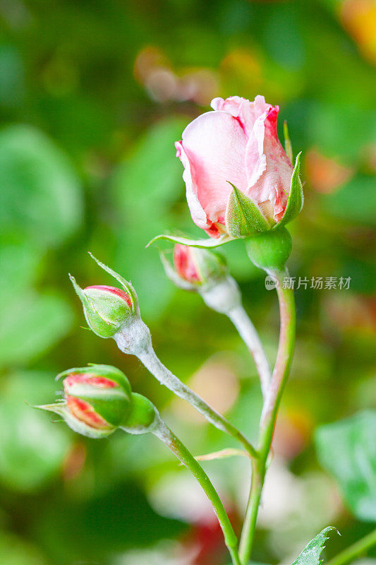 粉红色玫瑰花，花蕾柔嫩