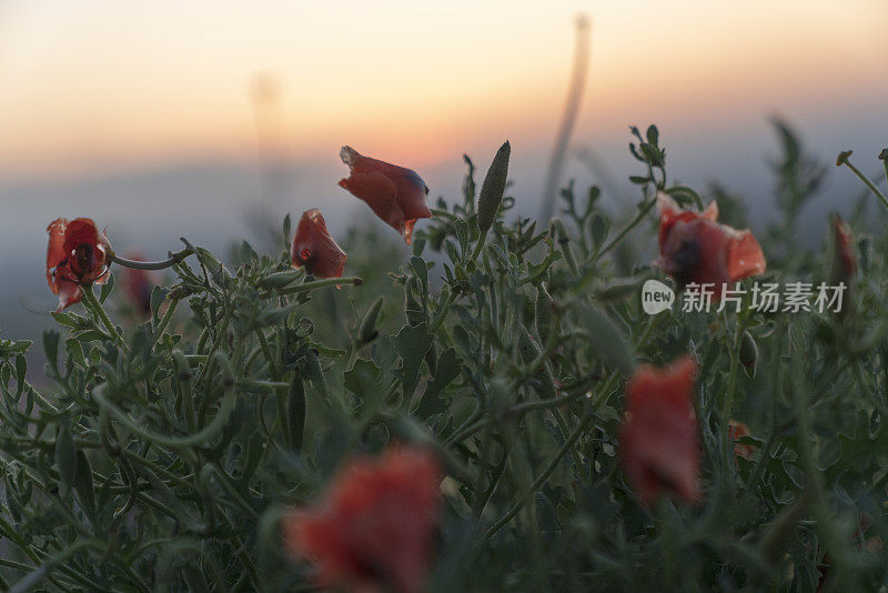 红色的罂粟在田野，天空和云。红红的花和夕阳。红色罂粟花