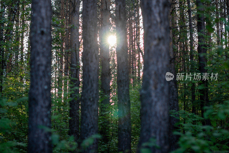 阳光在森林的树木之间。傍晚在树林里散步。