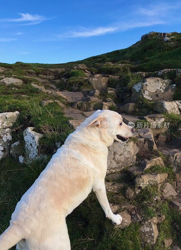 圣岛拉布拉多寻回犬