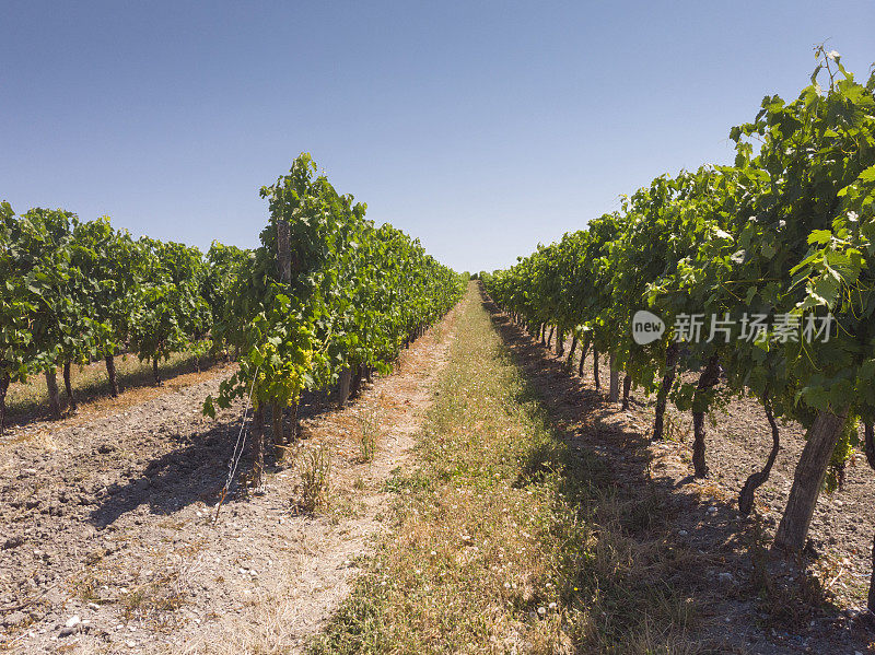 法国科涅克市附近的夏朗特地区葡萄树的鸟瞰图