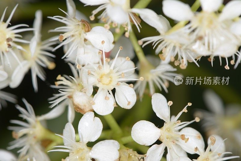 屈曲花属植物