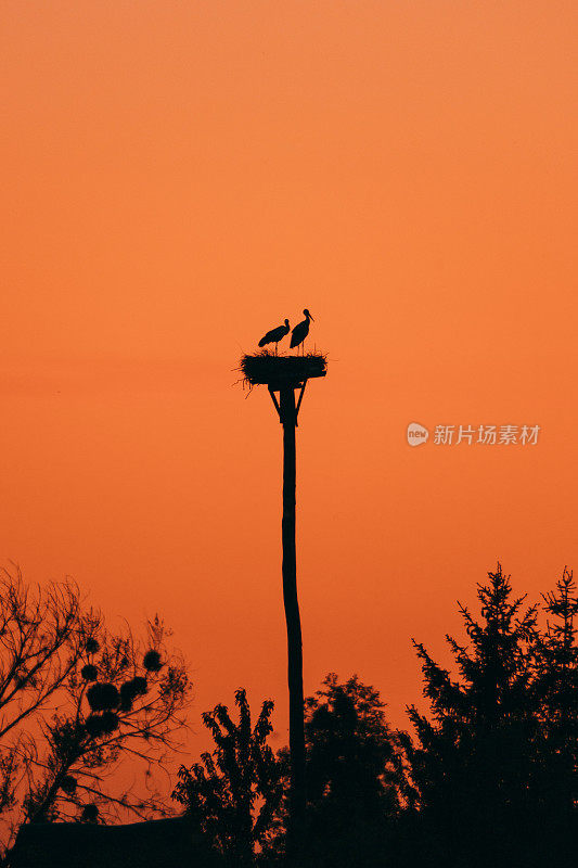 鹳夫妇在戏剧性的橙色天空的背景。