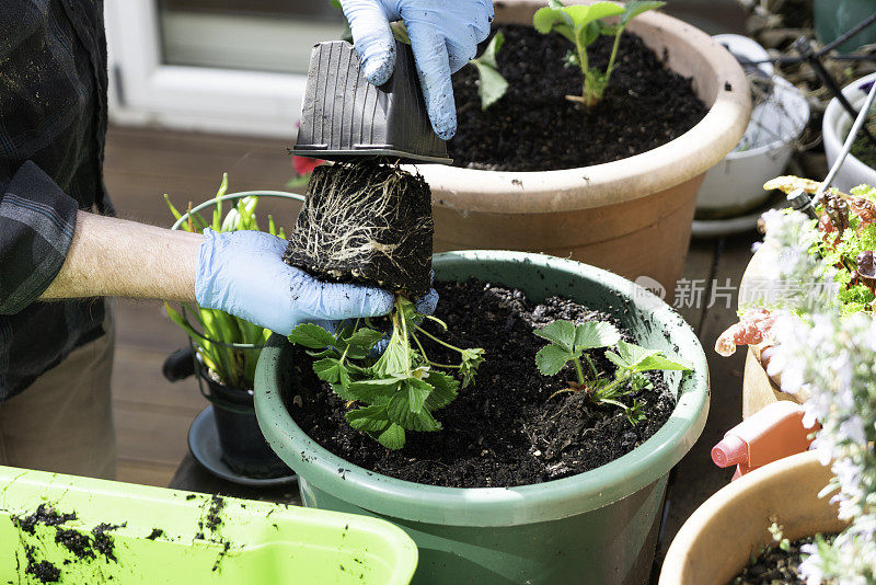 在自家花园里把草莓移植到花盆里