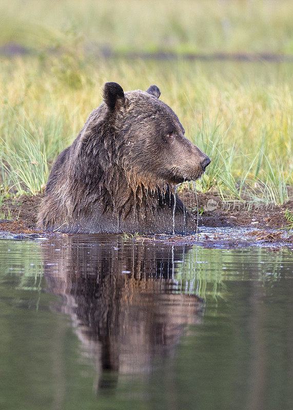 一只熊在芬兰北部锦湖附近的森林池塘里掉进了水里