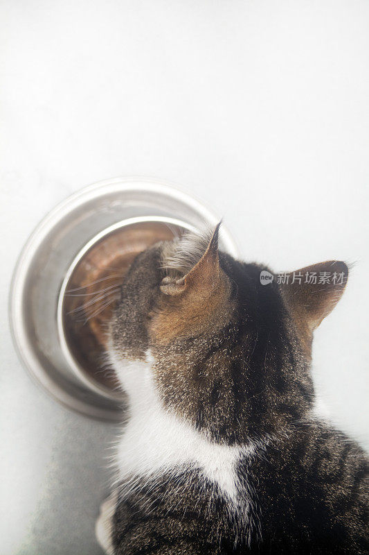 湿菜盘和饥饿的猫准备吃。