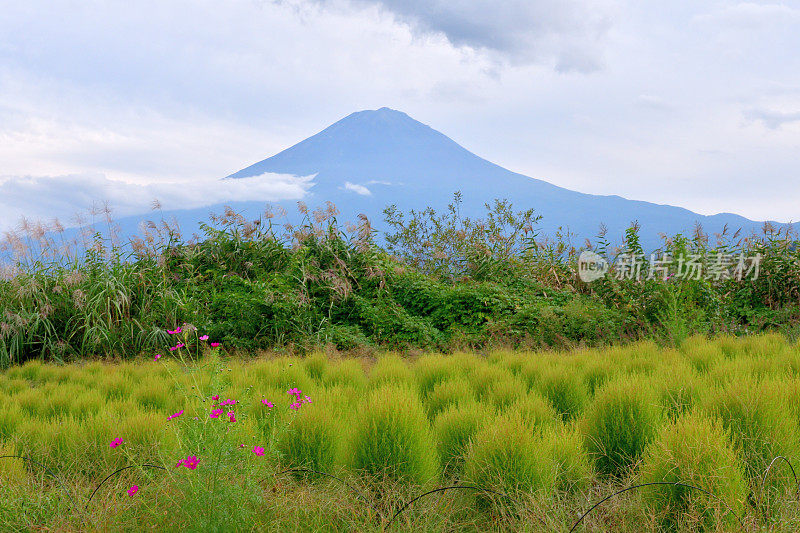 富士山前面的花(日本银草)