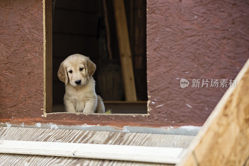 纯种黄色平毛寻回犬六周幼犬户外。