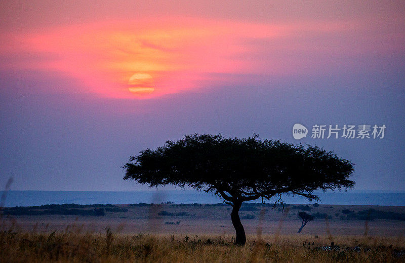 马赛马拉国家公园的日落。非洲。肯尼亚