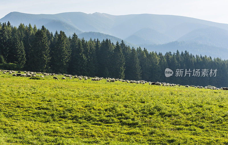 草地上的羊群。