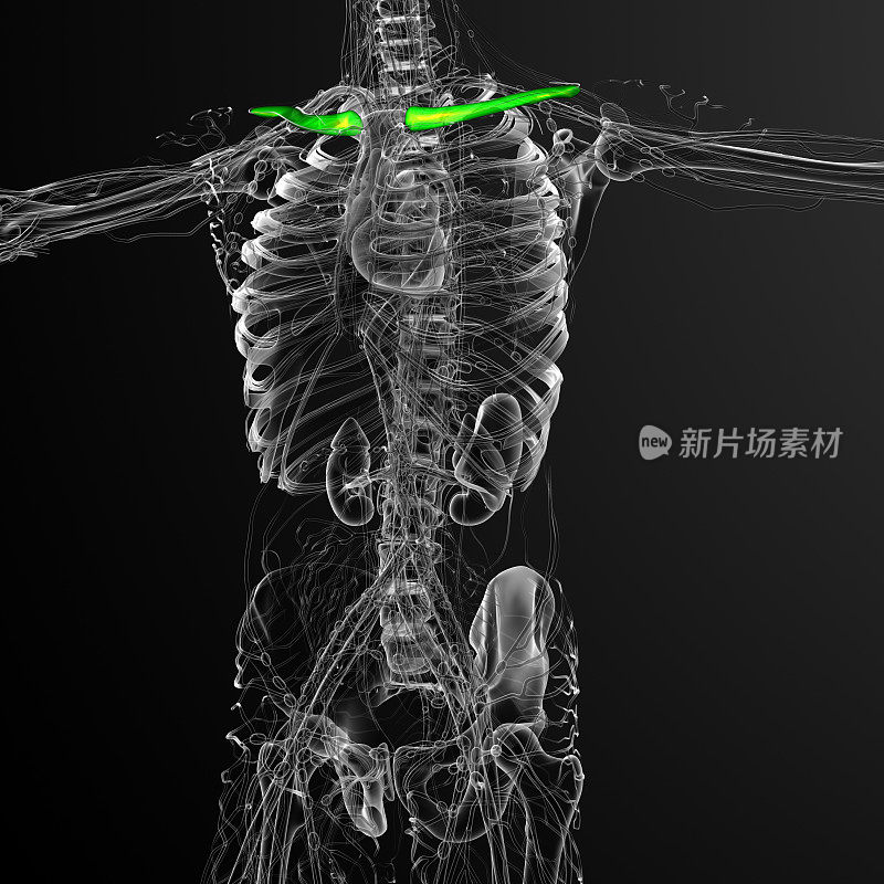 锁骨的3d渲染医学插图