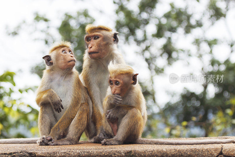 小猴子和一群年轻的斯里兰卡妈妈