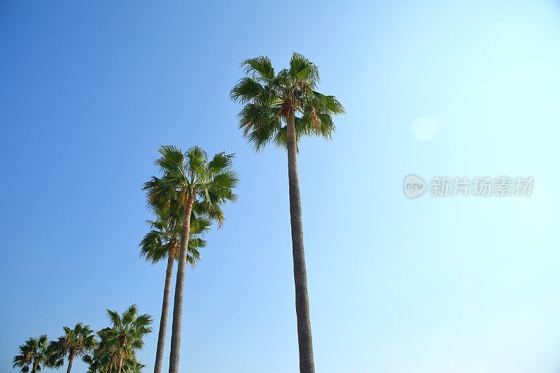 天空下的棕榈树