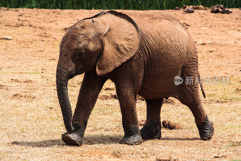 年轻的非洲象