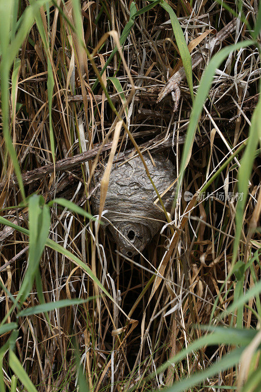 大黄蜂和巢，弗雷泽谷，不列颠哥伦比亚省，加拿大的夏天