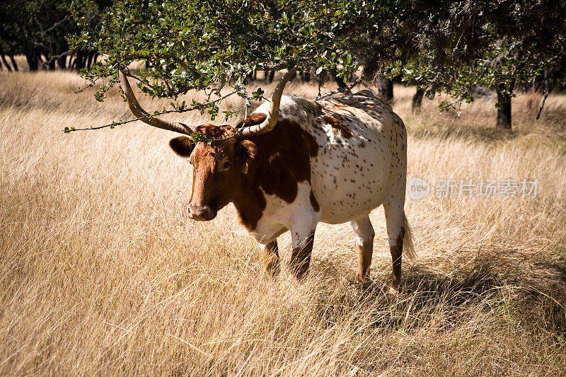 棕色和白色长角牛