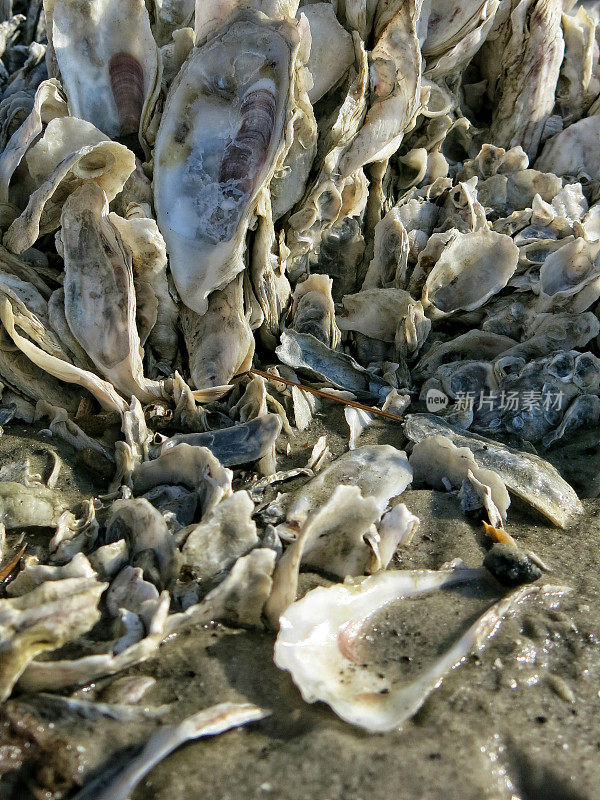 公共南卡罗来纳海滩，蛤，牡蛎壳床