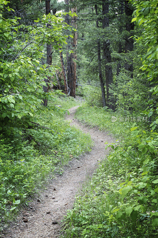 森林里的徒步小径