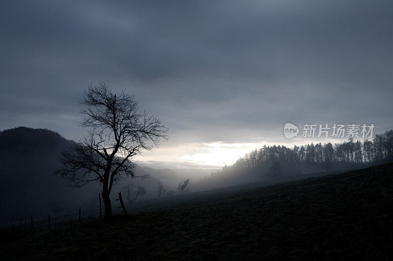 在一个有雾的冬天早晨光秃秃的树