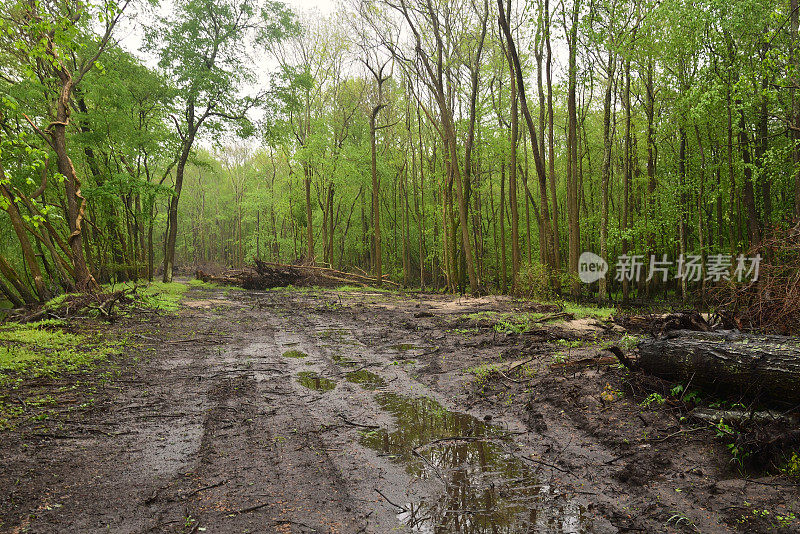 pocomke沿线森林道路清理工程