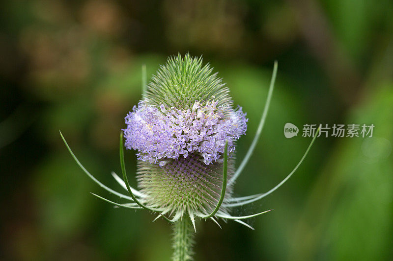 野花盛开