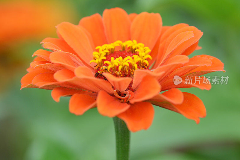 Zinnia在宏观