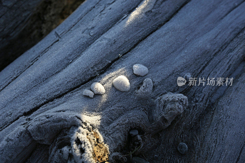 英国哥伦比亚西海岸浮木上的霜冻晶体